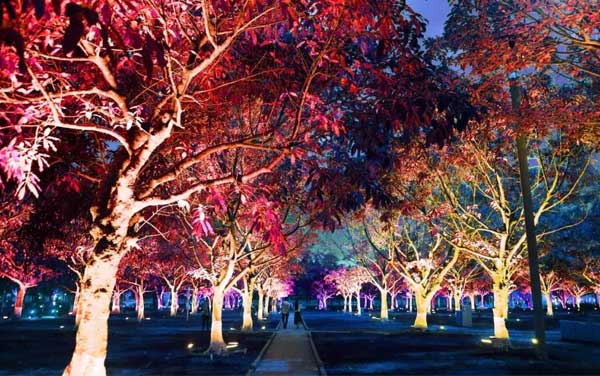 浪漫！樹(shù)陣燈光秀，文創(chuàng)燈光新技能get√